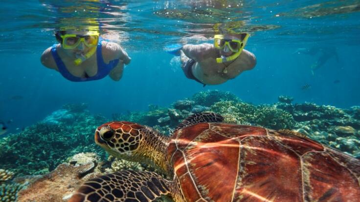 Great Barrier Reef Tours Port Douglas | Snorkel & Dive Tours