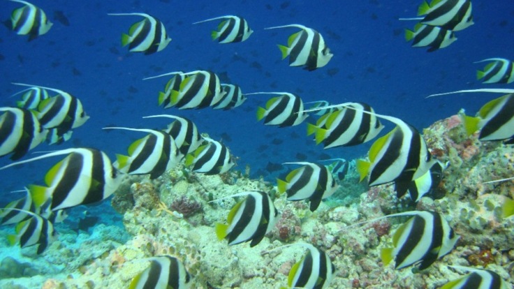 Schools of Tropical Fish on the Great Barrier Reef