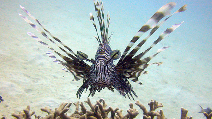 Cairns Reef Trip - Lion fish