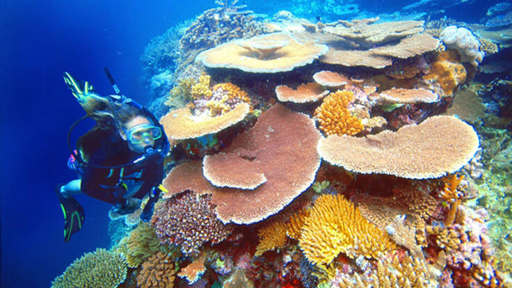 Cairns Helicopter Flights & Reef Combo - Scuba diver and plate coral on the Great Barrier Reef in Australia