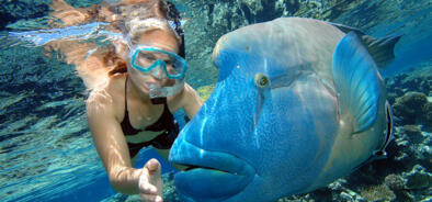 Reef Trip Cairns: Snorkeller - Wally - giant Maori Wrasse in Cairns - Great Barrier Reef Australia