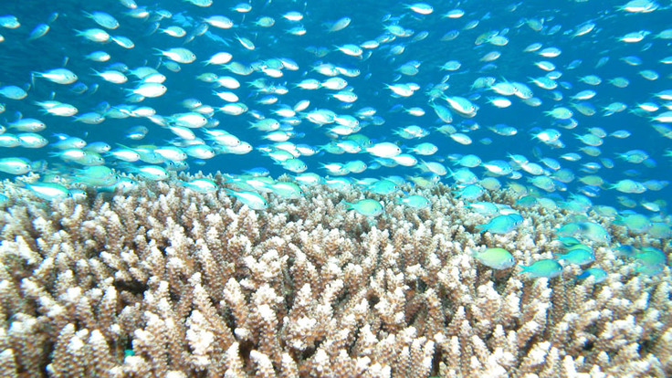 Cairns Reef Tours - School of fish and reef coral on the Great Barrier Reef
