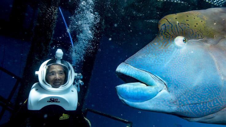 Cairns Reef Tour - Meet Wally Whilst Helmet Diving