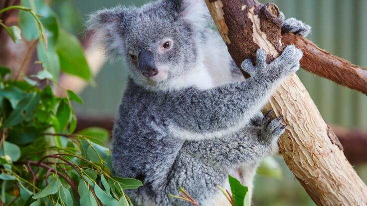 Kuranda Tours & Attractions - Cuddle a Koala