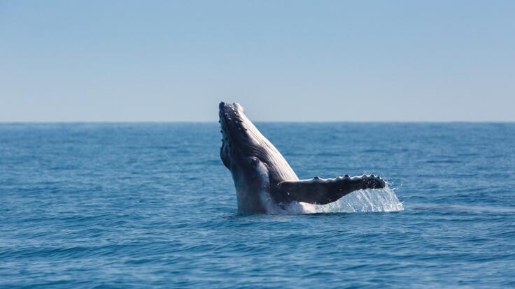 Superyacht Charters Great Barrier Reef - See Whales June - September