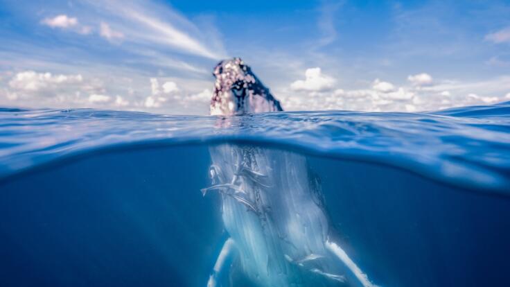 Luxury Yacht Charters - See Whales June to September  Whitsunday Islands