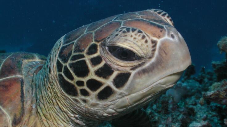 Port Douglas Reef Tours - Say hello to a sea turtle