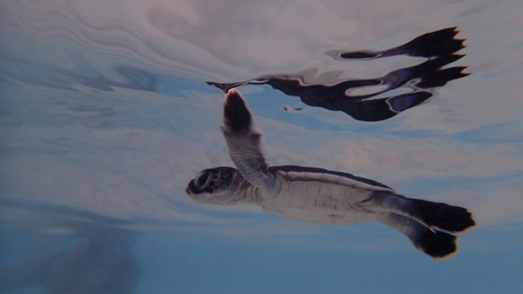 Luxury Reef Tours Port Douglas - Baby sea turtles