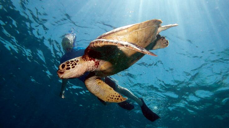 Luxury Reef Tours Port Douglas - Sea turtles are common visitors around Low Isles