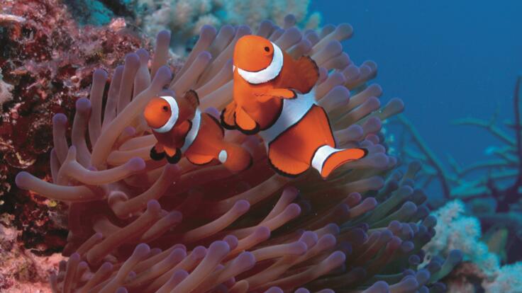 Nemo the Port Douglas Yacht Charter - Clownfish is a popular site on the Great Barrier Reef in Australia