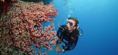 Dive & Snorkel Tours Port Douglas - Dive Agincourt reef