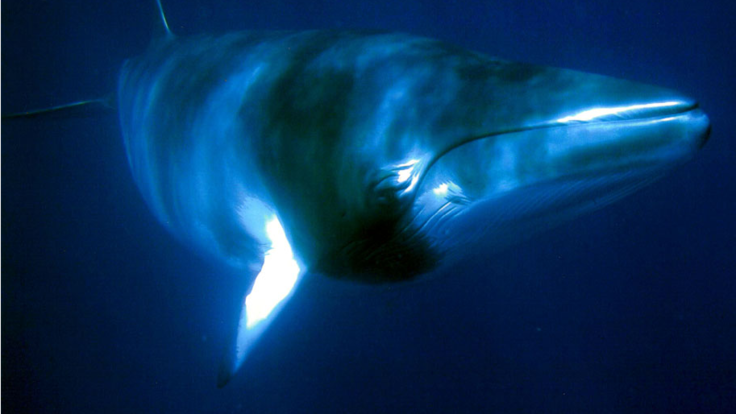 Barrier Reef Australia - Swim with Dwarf Minke Whales July - August - Great Barrier Reef
