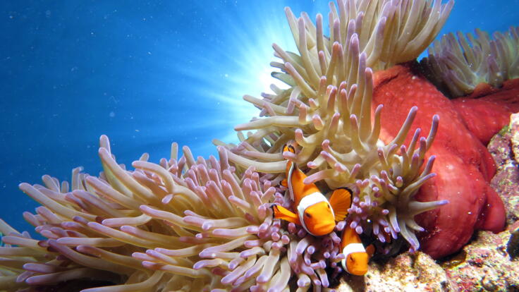 Great Barrier Reef Tours - See Nemo