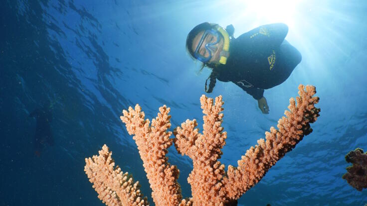 Great Barrier Reef Tours Port Douglas - Snorkeling among Corals