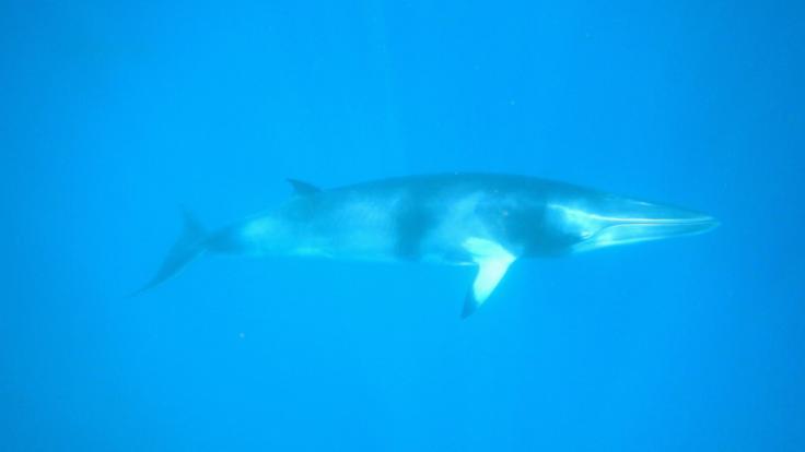 Port Douglas Swim with Dwarf Minke Whales