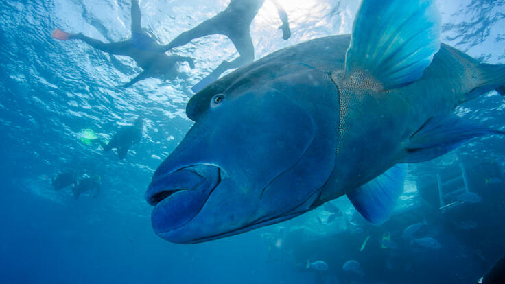 Snorkelling Cairns - Great Barrier Reef Tours - Maori Wrasse