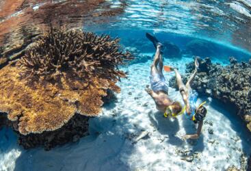 Cairns Snorkelling & Diving Reef Tour