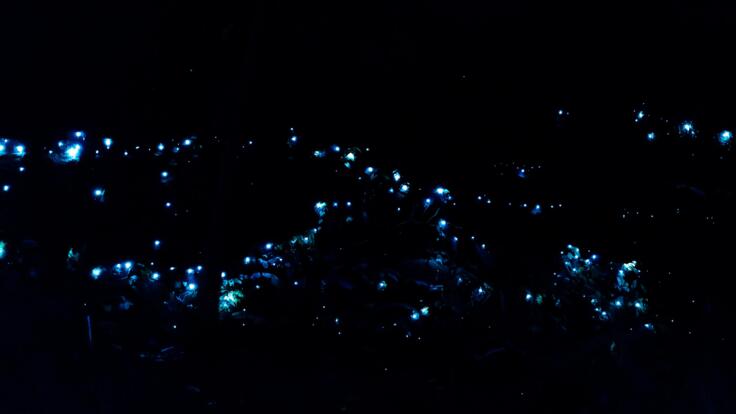 Gold Coast Hinterland Tour | Evening Rainforest and Glow Worms Tour