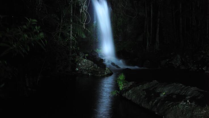 Gold Coast Hinterland Tour | Evening Rainforest and Glow Worms Tour