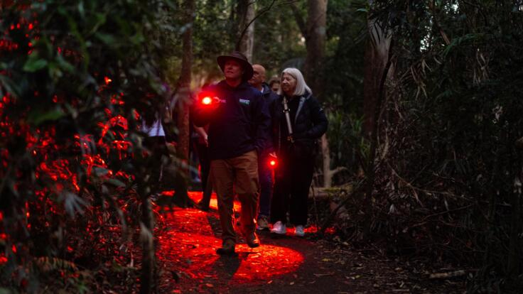 Gold Coast Hinterland Tour | Evening Rainforest and Glow Worms Tour