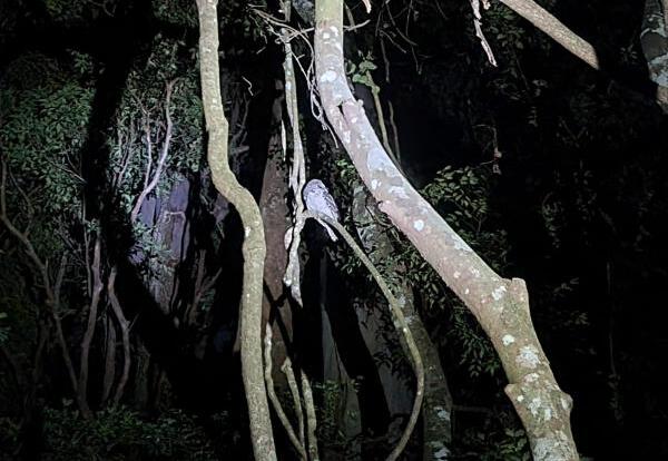 Gold Coast Hinterland Tour | Evening Rainforest and Glow Worms Tour