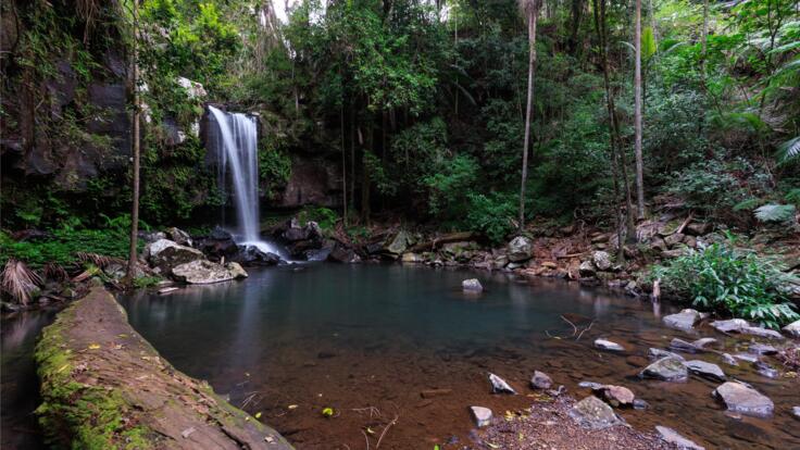 Gold Coast Hinterland Tour | Evening Rainforest and Glow Worms Tour