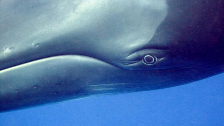 Cairns Tours - Swim With Minke Whales