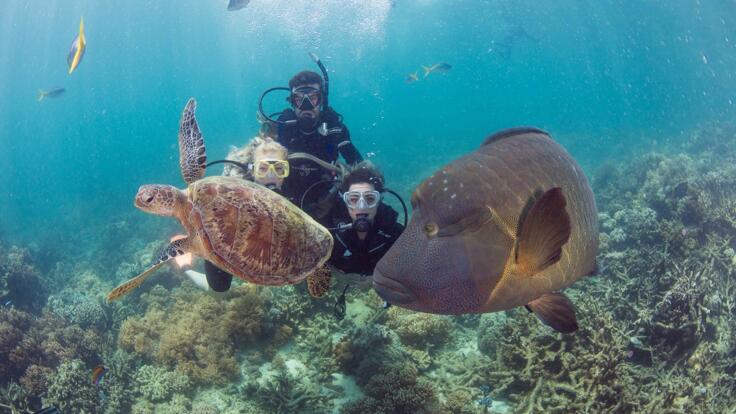Diving on the Great Barrier Reef - Moore Reef