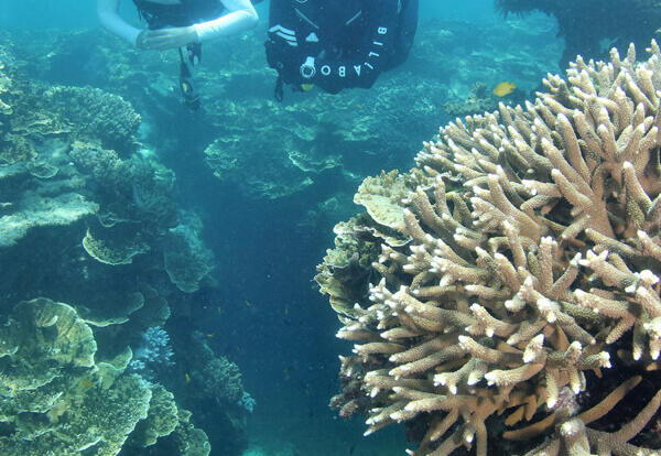 Great Barrier Reef Tours Cairns - Scuba Divers 