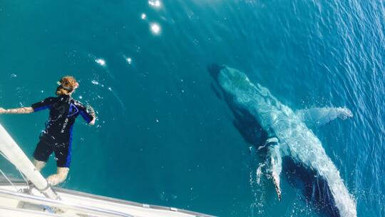 Swim with the Humpback Whales Hervey Bay