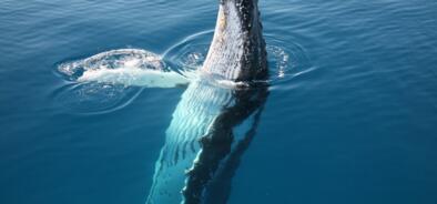 Hervey Bay Whale Watching Tours - Whale spy hopping Fraser Island