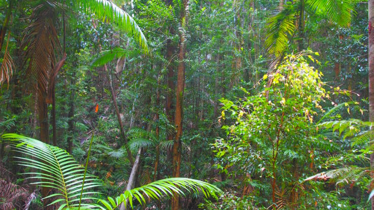 Rainforest in Pile Valley at the heart of Fraser Island