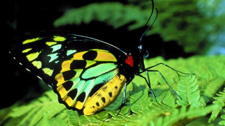 Kuranda Tours - Cairns Birdwing Butterfly in Kuranda Village