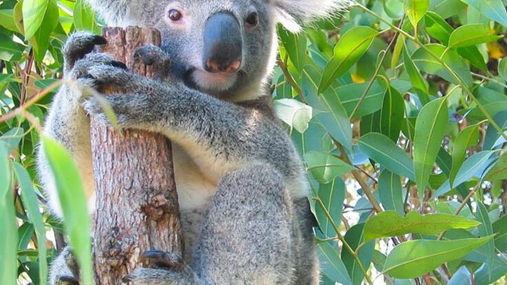 Kuranda Tours - Cuddle a Koala