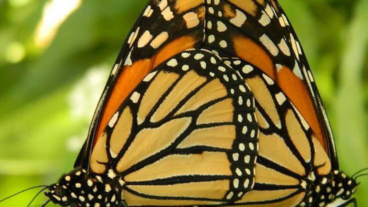 Kuranda Butterfly Sanctuary