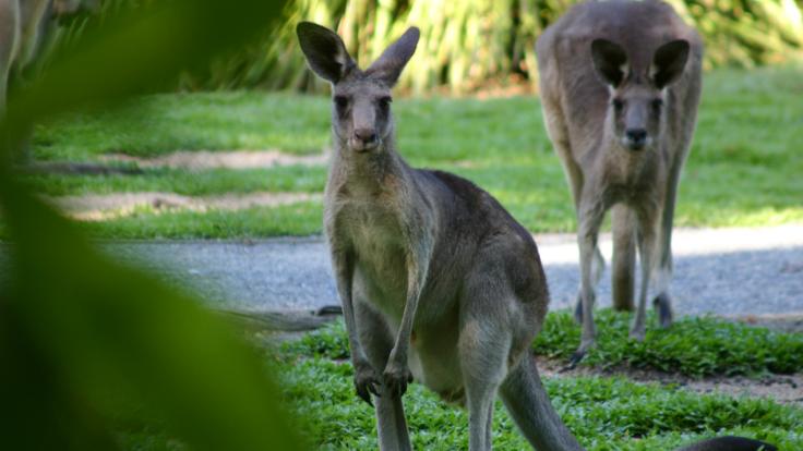 Meet the kangaroos and feed them