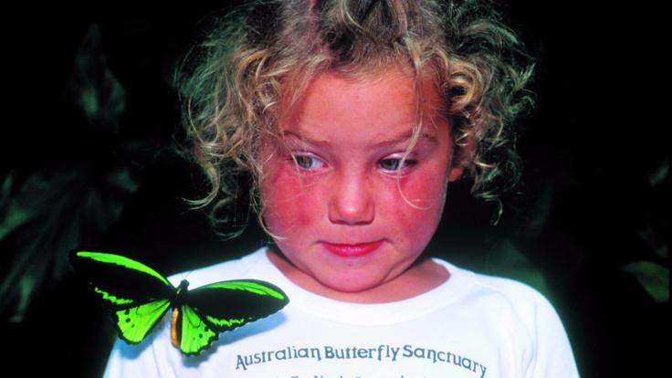 Visit The Australian Butterfly Gardens in Kuranda