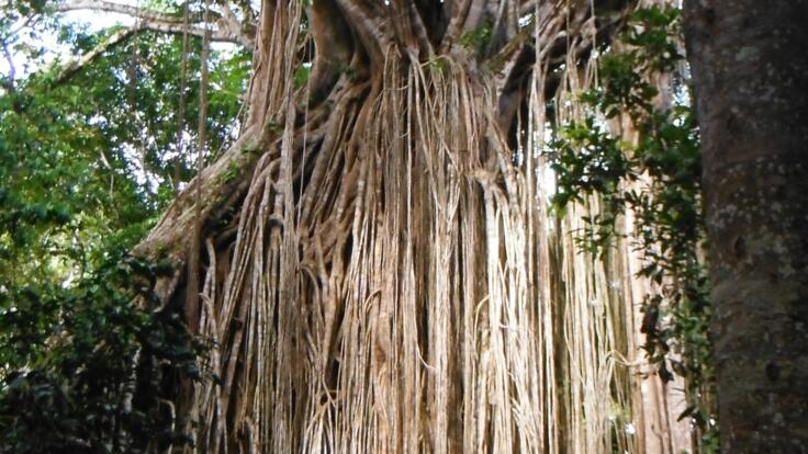 Cairns Rainforest Tours | Curtain Fig Tree | Atherton Tablelands Tour