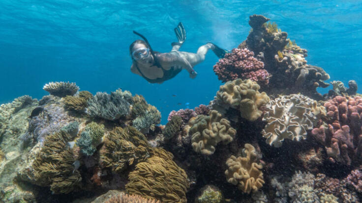 Cairns Reef Tours - Snorkel Tours Cairns