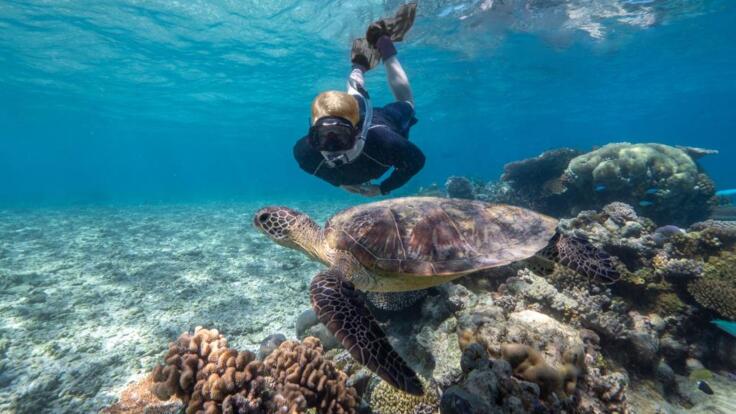 Cairns Half Day Snorkel & Dive Tour | Snorkel with Sea Turtles