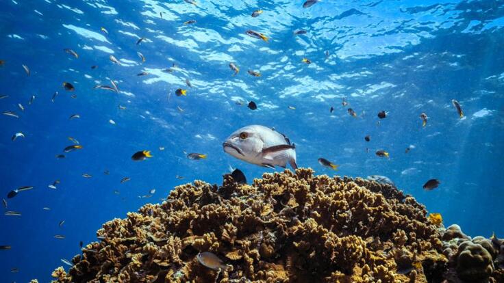 Cairns Half Day Snorkel & Dive Tour | Marine Life