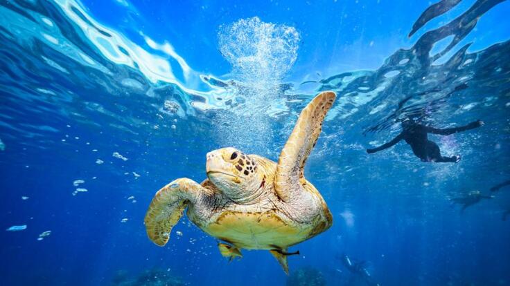 Cairns Half Day Snorkel & Dive Tour | Snorkel with Sea Turtles