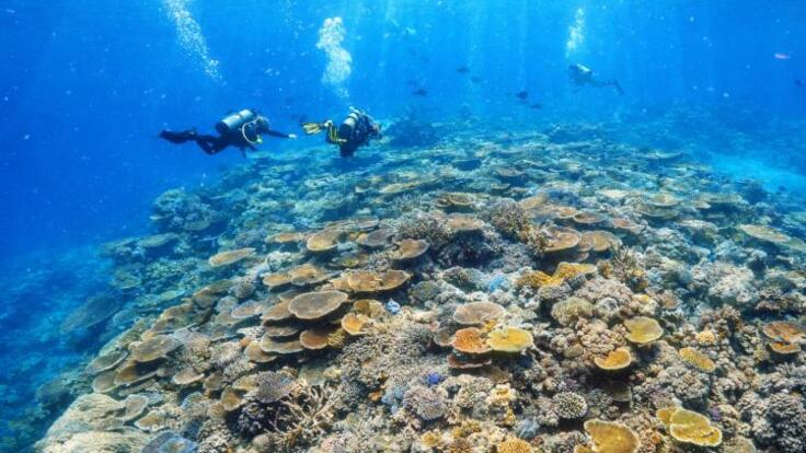 Cairns Half Day Snorkel & Dive Tour | Introductory Scuba Dive