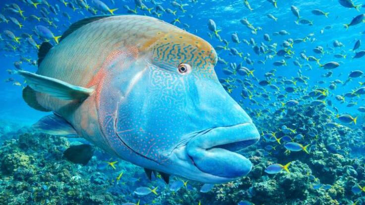 Cairns Half Day Snorkel & Dive Tour | Maori Wrasse