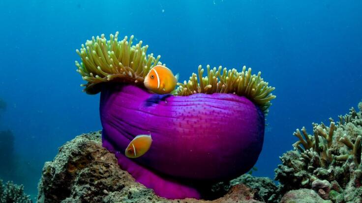 Cairns Half Day Snorkel & Dive Tour | Clownfish