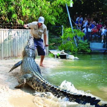 Hartleys Crocodile Park - Hand feeding a giant crocodile
