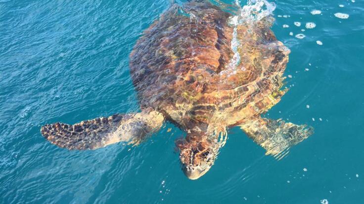 Whitehaven Beach Tour - Swim with Turtles