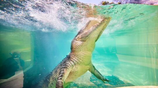 Swimming with Crocodiles in Port Douglas