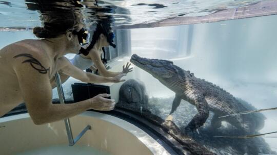 Swim with Crocodiles Port Douglas - The Tour Specialists