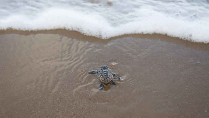 Turtle hatchling heads for the water, Mon Repos